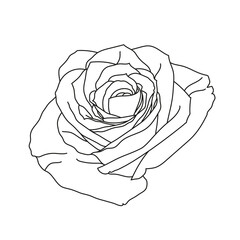 Beautiful vector graphic rose with  on white background. Great element for your floral, botanic, organic design. Decorative, wedding, love poster.	