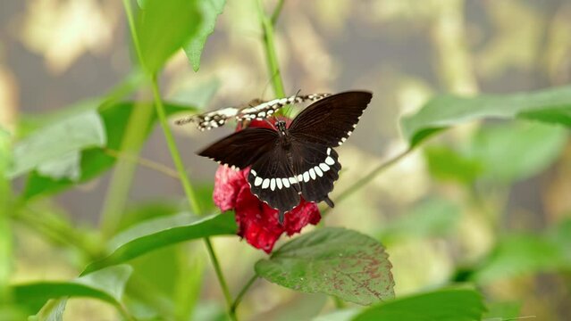 Exotic animals wildlife: butterfly climbs flowers and fly away