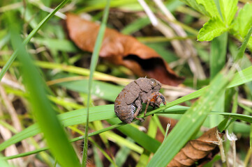 Muddy crust of a Niinii cicada on a thin leaf in a grassland (Platypleura kaempferi, Sunny wildlife close up macro photograph)