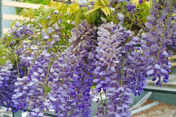 Purple wisteria flowers in bloom hanging from the vine © eqroy