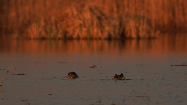 A pair of garganey (Spatula querquedula) foraging in shallow water in the evening light