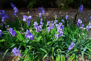 Foto op Plexiglas Purple bearded iris flower in bloom © eqroy