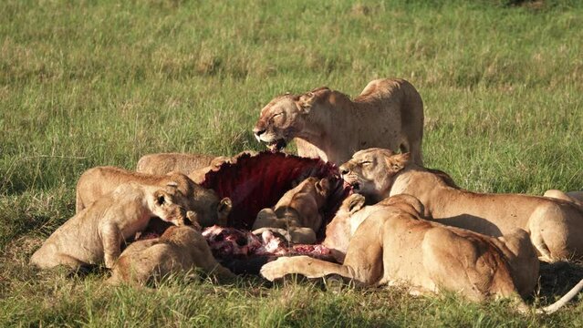 Lion pride eating a hunt