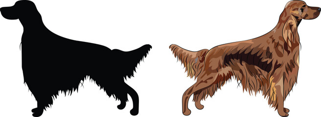 Standing Irish setter dogs. Cute side view pet. Logo design, dog silhouette. Pet character postcard art. Funny dog mascot. Detailed fawn small pet illustration. Setter Outlines, one color dog icon.