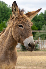Obraz na płótnie Canvas Donkeys peacefully grazing on a picturesque farm in Alentejo, Portugal.