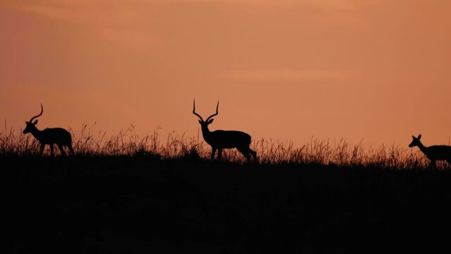 antelope in the sunset