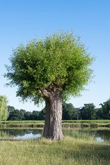 Willow tree coming back to life after heavy pruning - obrazy, fototapety, plakaty
