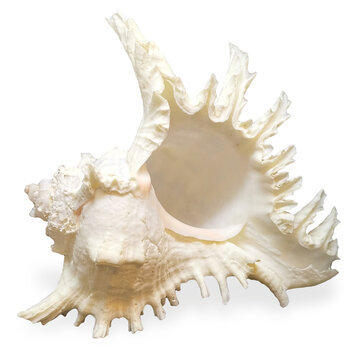seashell