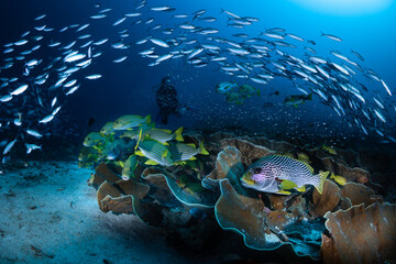 Fun dive in Raja Ampat