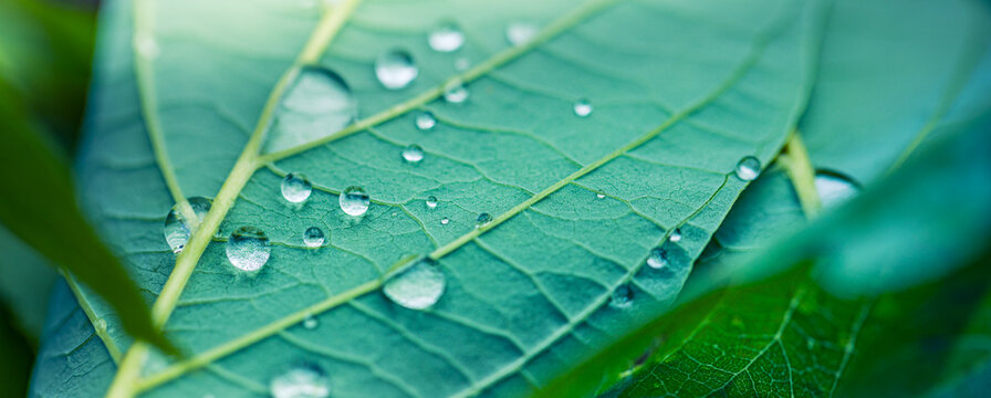 Closeup drops of dew in morning glow sunshine. Beautiful green leaf, nature background texture. Soft blue green pastel colors relaxing bright peaceful rain drops macro foliage. Natural plant lush