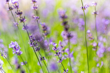 Fototapeta premium Lavender field on a sunny day. Closeup nature blooming lavender bushes in rows. Soft pastel colors, bright peaceful macro flowers. Idyllic summer purple blossoms, blurred lush foliage meadow sunlight