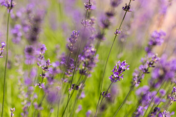 Obraz premium Lavender field on a sunny day. Closeup nature blooming lavender bushes in rows. Soft pastel colors, bright peaceful macro flowers. Idyllic summer purple blossoms, blurred lush foliage meadow sunlight