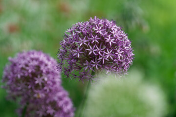 紫の花アリウム