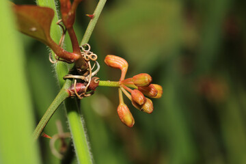 green thorn ivy macro photo