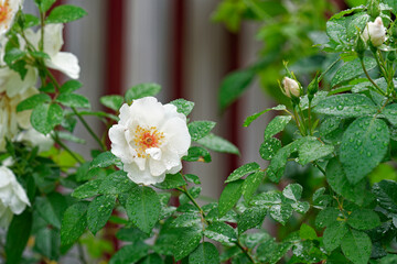 垣根を彩る白いバラ