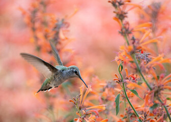 Hummingbird at a hummingbird mint plant