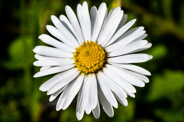 Fototapeta premium Flower , Daisy, Macro, Zoom