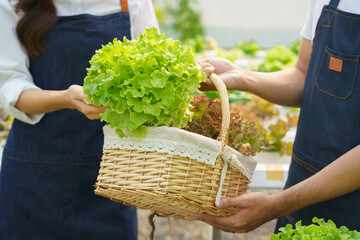 Young couple farmers harvesting fresh salad vegetable into basket in greenhouse of hydroponics farm