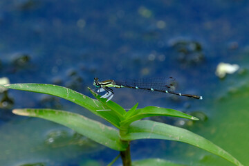 グンバイトンボ