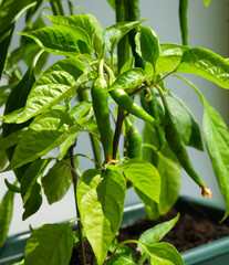 Close-up of a green chili pepper.