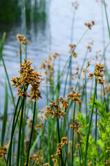 Flowering lake reed, Scirpus lacustris, on the river bank. - obrazy, fototapety, plakaty