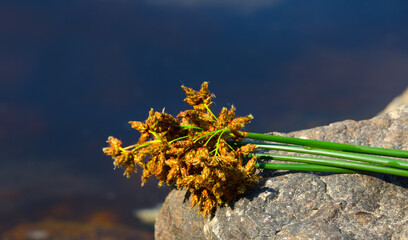 Bouquet of blooming Lake Reeds (Scirpus lacustris) on the banks of the Dnieper River. © Natalia