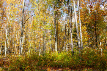 Beautiful dreamy sunny fall seasonal forest landcape. magic sunlight and colorful autumn seasonal leaves.