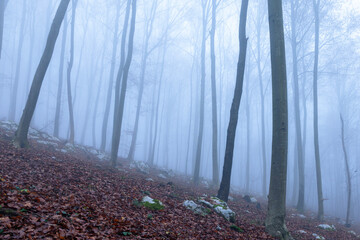 Foggy muted beech tree forest landscape. autumn season.