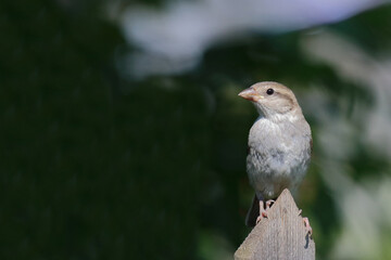 Haussperling / House sparrow / Passer domesticus.