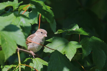 Haussperling / House sparrow / Passer domesticus.