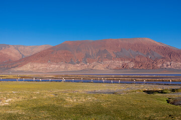 Obraz premium Flamingos at the colorful Laguna Carachi Pampa in the deserted highlands of northern Argentina - traveling and exploring the Puna