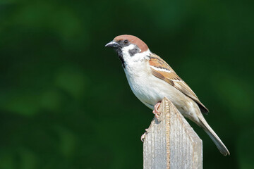 Feldsperling / Eurasian tree sparrow / Passer montanus