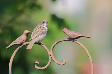 Feldsperling / Eurasian tree sparrow / Passer montanus