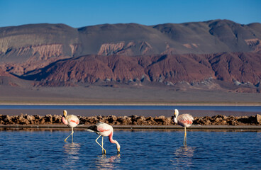 Flamingos at the colorful Laguna Carachi Pampa in the deserted highlands of northern Argentina -...