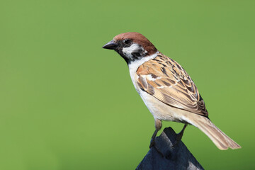 Feldsperling / Eurasian tree sparrow / Passer montanus