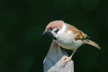 Feldsperling / Eurasian tree sparrow / Passer montanus