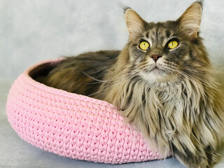  Cat maine coon in pink bed