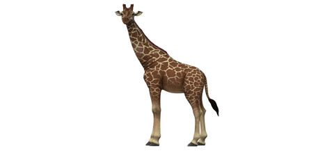 Giraffe isolated on a Transparent Background © clicknow