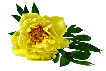 Peony yellow, close up, isolated on white background