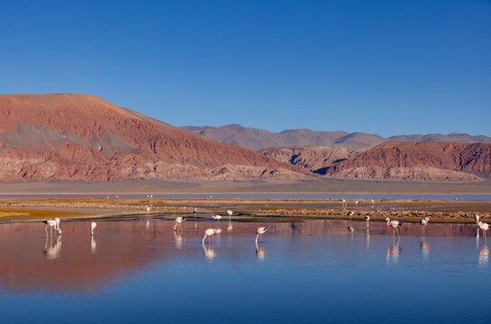 Flamingos in the colorful Laguna Carachi Pampa in the deserted highlands of northern Argentina - traveling and exploring the Puna