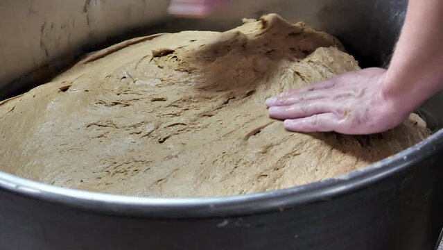 In a bakery, a baker gently flattens dough while kneading bread dough in a large bowl of dough mixer. Production of bakery products.