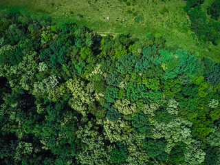 Aerial view with a drone above a green forest in Herneacova Timis Romania. abstract