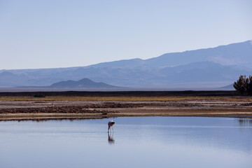 Flamingo in the colorful Laguna Carachi Pampa in the deserted highlands of northern Argentina -...