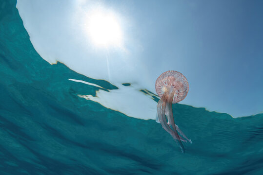 Jellyfish, Pelagia noctiluca