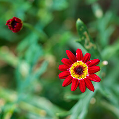 Close-up with flowers using the 90 mm lens from Sony