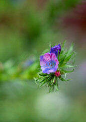 Close-up with flowers using the 90 mm lens from Sony