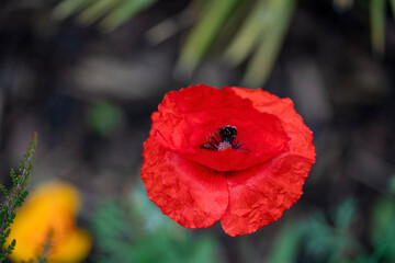 Close-up with flowers using the 90 mm lens from Sony