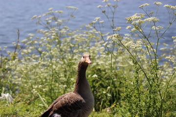 A goose staring into your soul