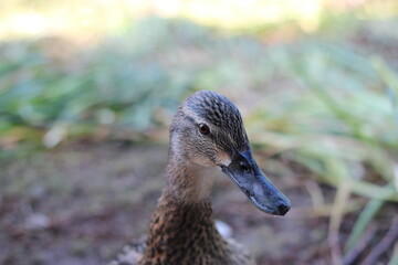 portrait of a duck