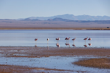 Flamingos in the colorful Laguna Carachi Pampa in the deserted highlands of northern Argentina - traveling and exploring the Puna